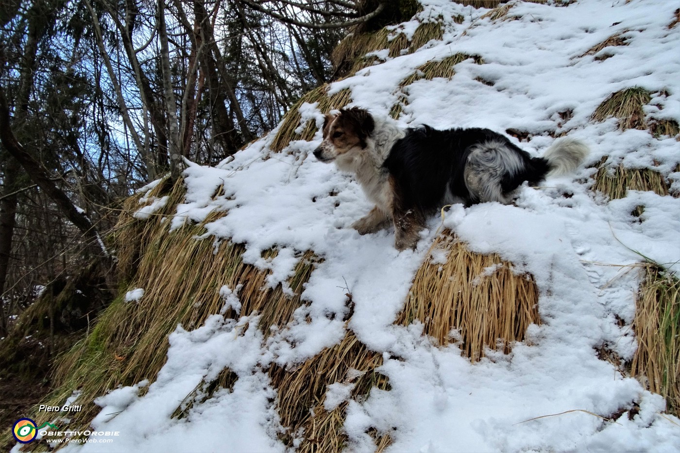 42 Nika si diverte nella neve.JPG